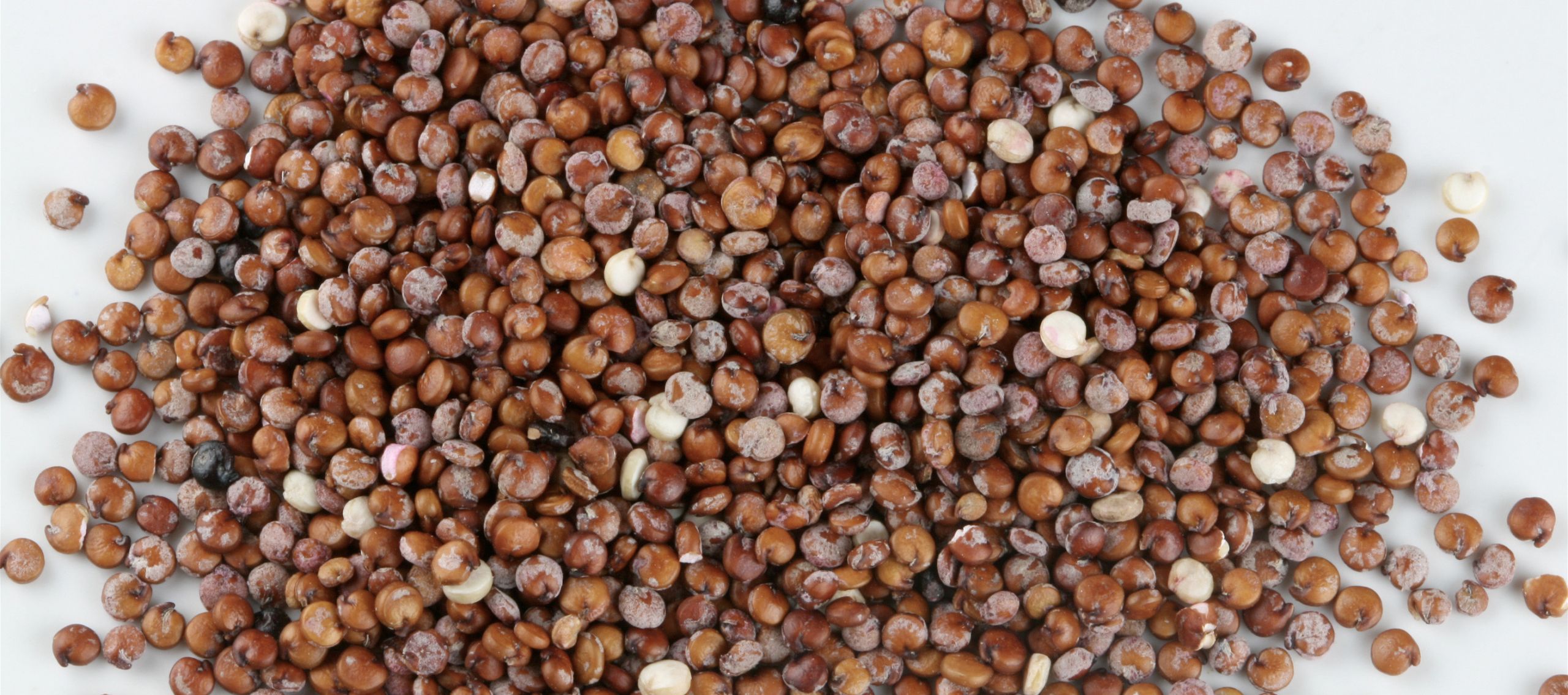 Ancient Grain Quinoa
 Discover the Goodness of Ancient Grains QUINOA