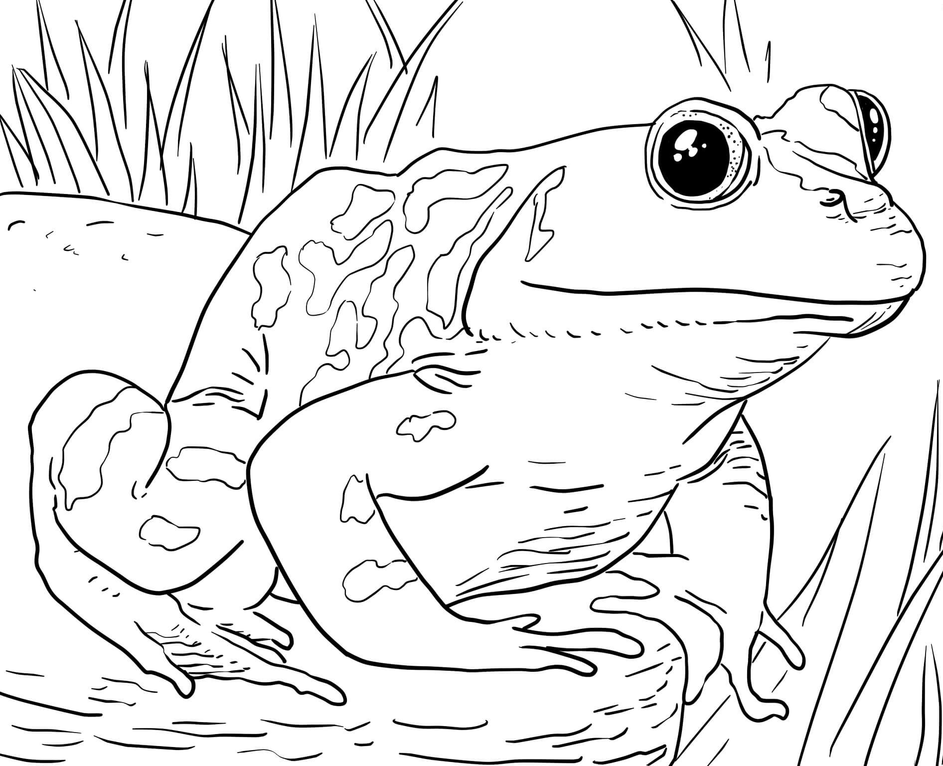 Animals Coloring Pages For Kids
 Zoo Animals Coloring Pages Best Coloring Pages For Kids