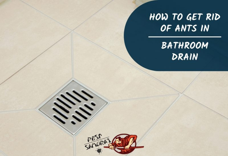 Ants In Bathroom Shower
 How To Get Rid Ants In Bathroom Drain A plete Guide