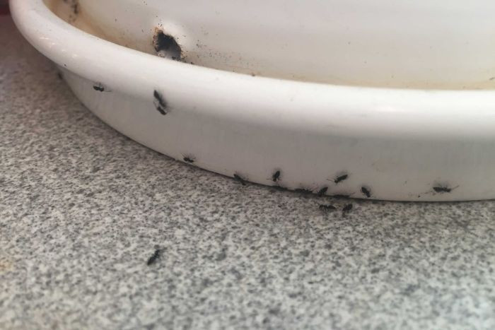 Ants In Bathroom Shower
 Tiny Ants in the Bathroom The EASY Way to Get Rid of Them