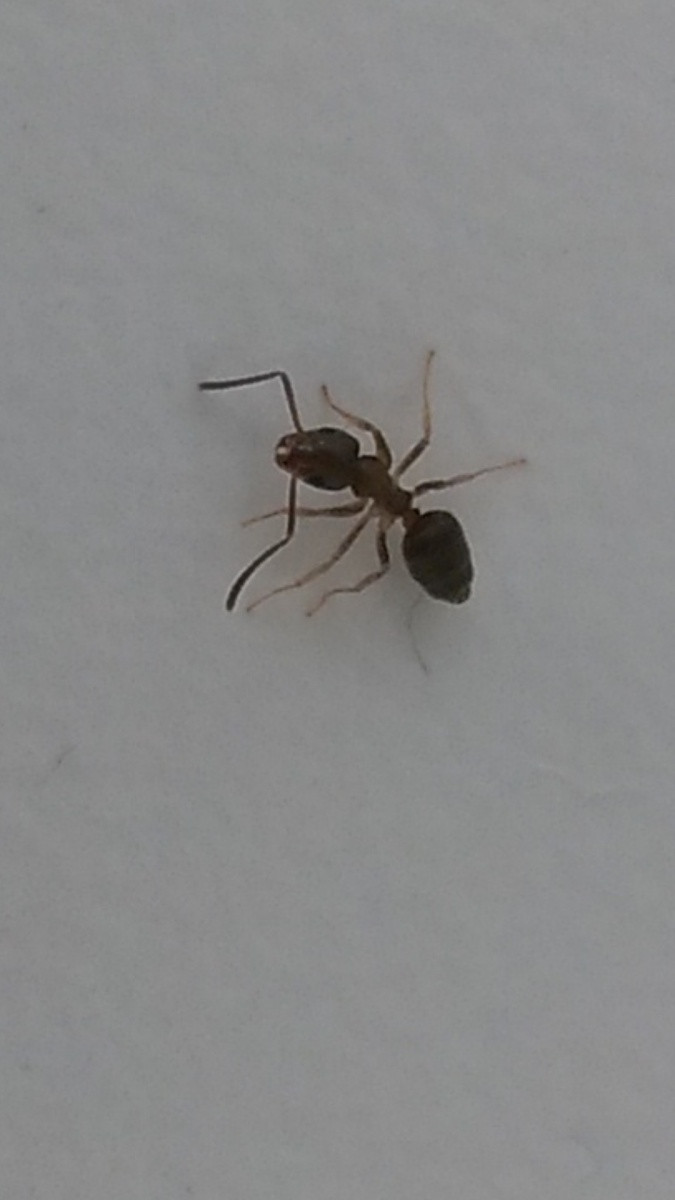 Ants In Bathroom Shower
 Ants 2nd Floor Bathroom Pest Control DIY Chatroom Home