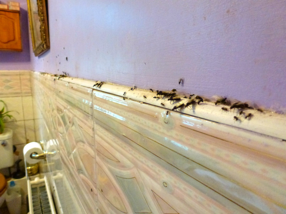 Ants In Bathroom Shower
 August 2012