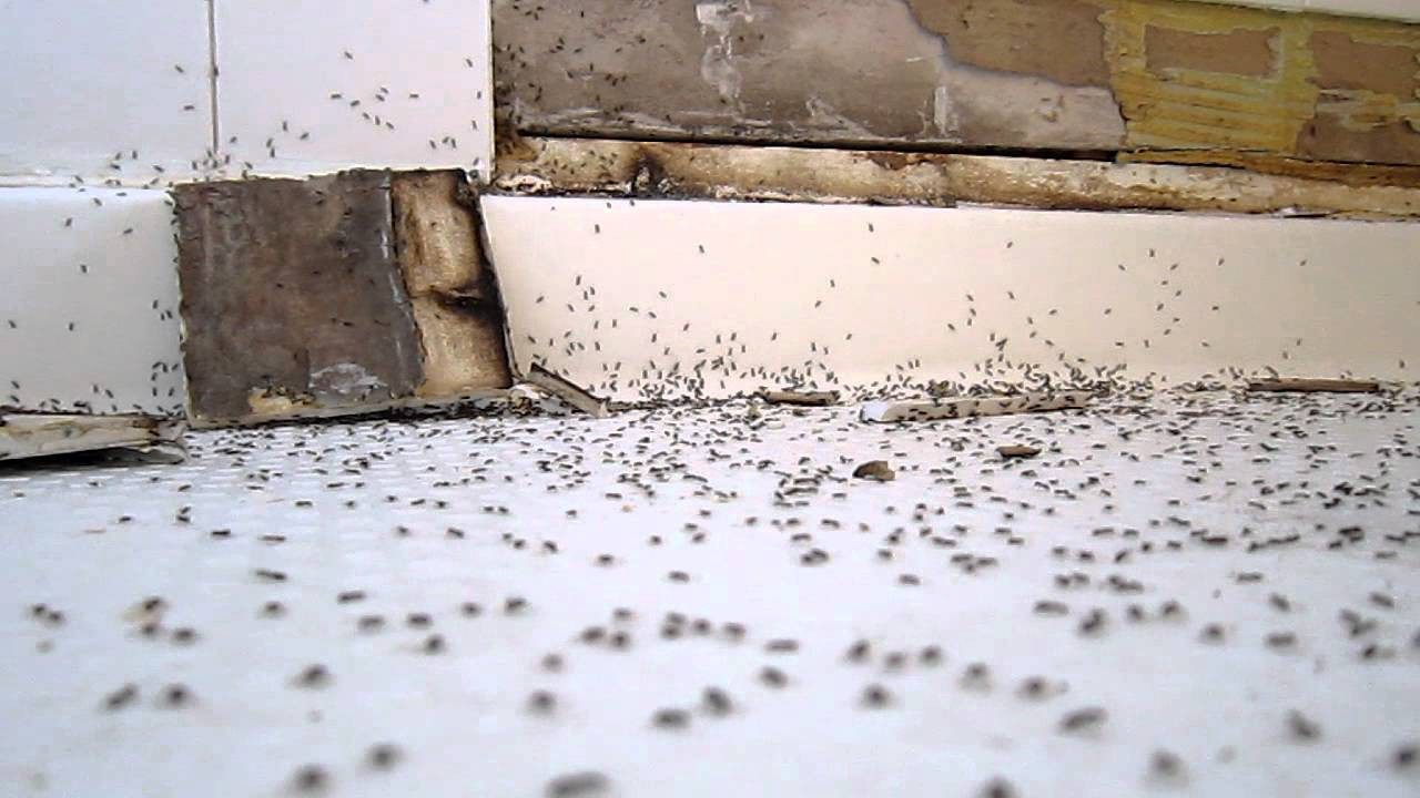 Ants In Bathroom Shower
 Ants invade shower aka Why homebuilders suck