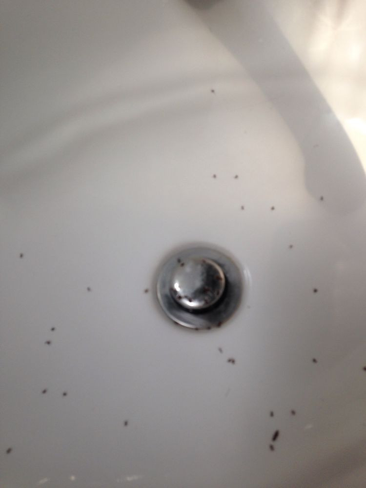 Ants In Bathroom Shower
 Bathroom sink ant infestation