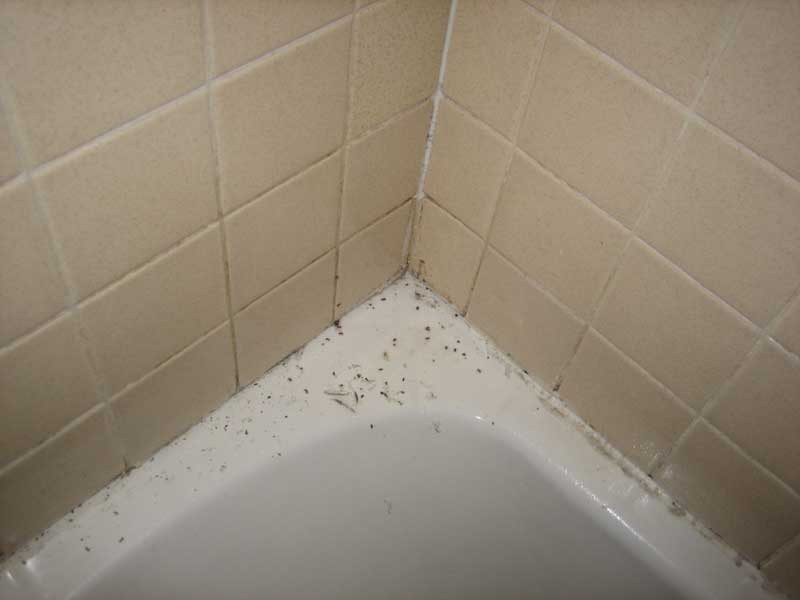 Ants In Bathroom Shower
 The Rat Hole Shower Saga