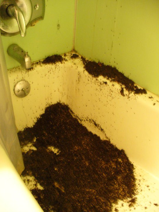 Ants In Bathroom Shower
 Here 18 times going into the bathroom was horrifying