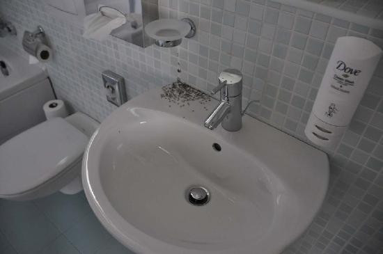 Ants In Bathroom Shower
 Rid Pest