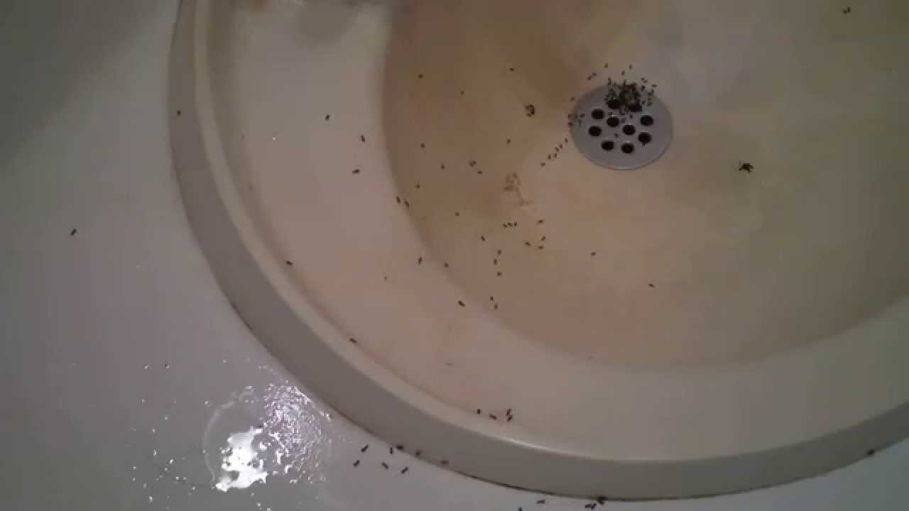 Ants In Bathroom Shower
 ants invade a bathroom