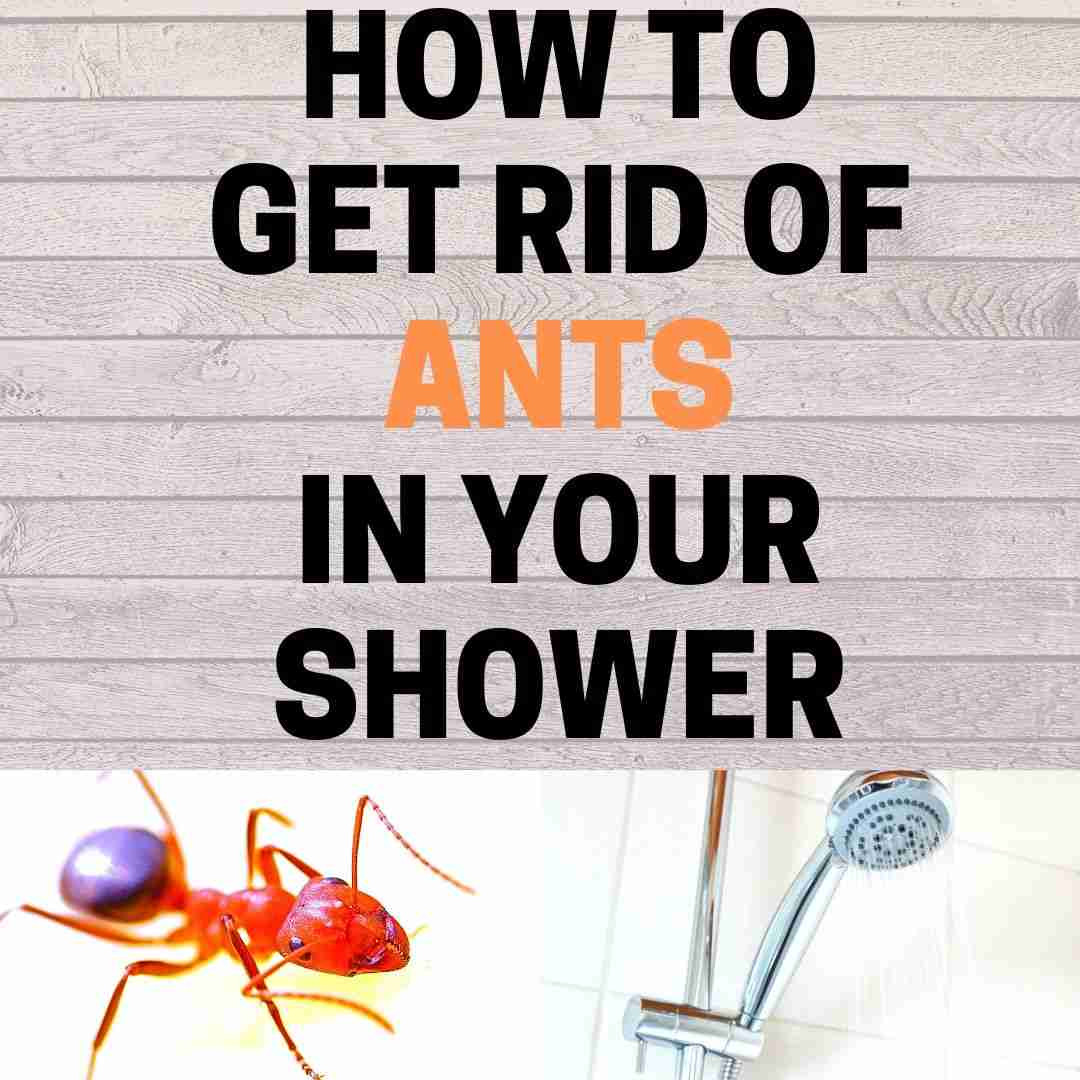 Ants In Bathroom Shower
 How to Get Rid of Ants in the Shower Naturally