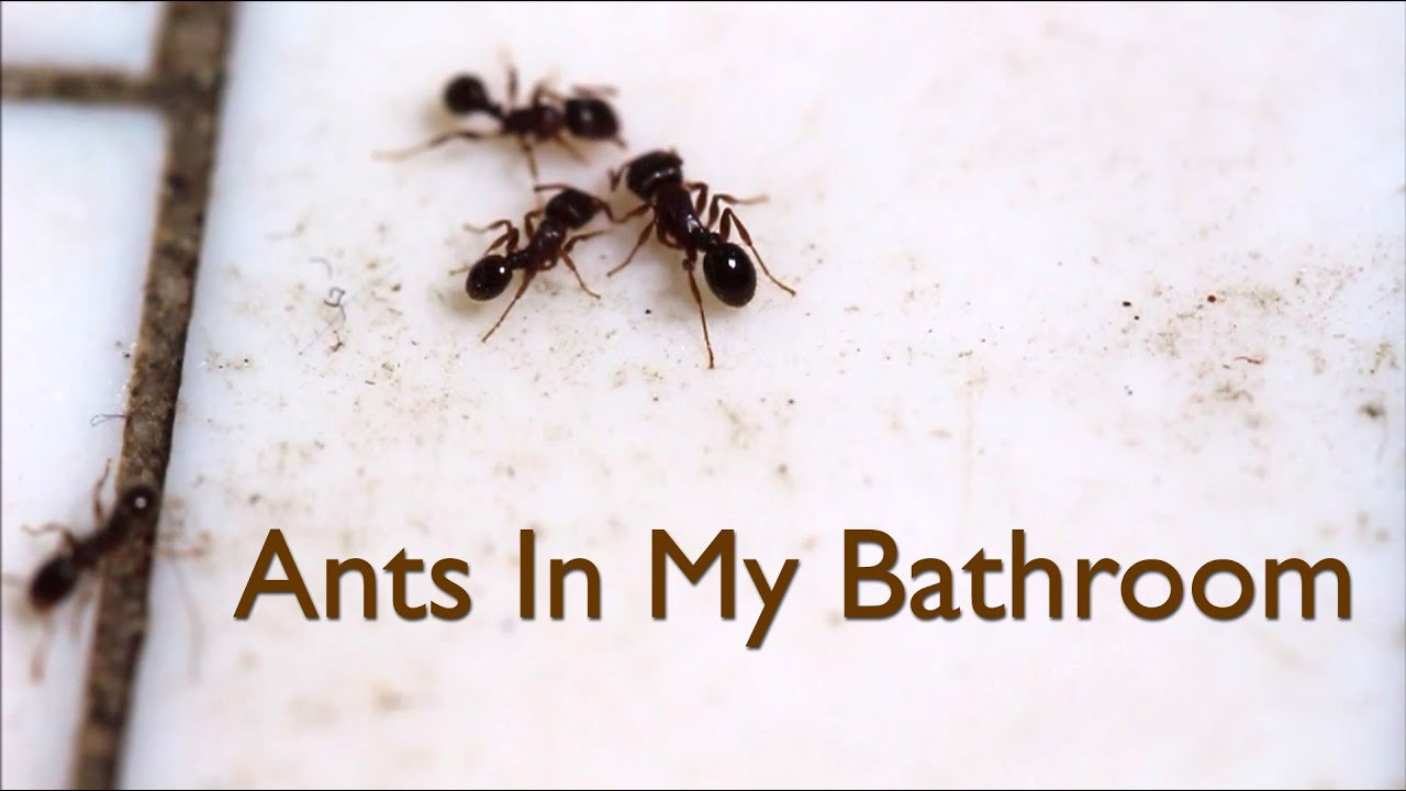Ants In Bathroom Shower
 Ants In My Bathroom Video