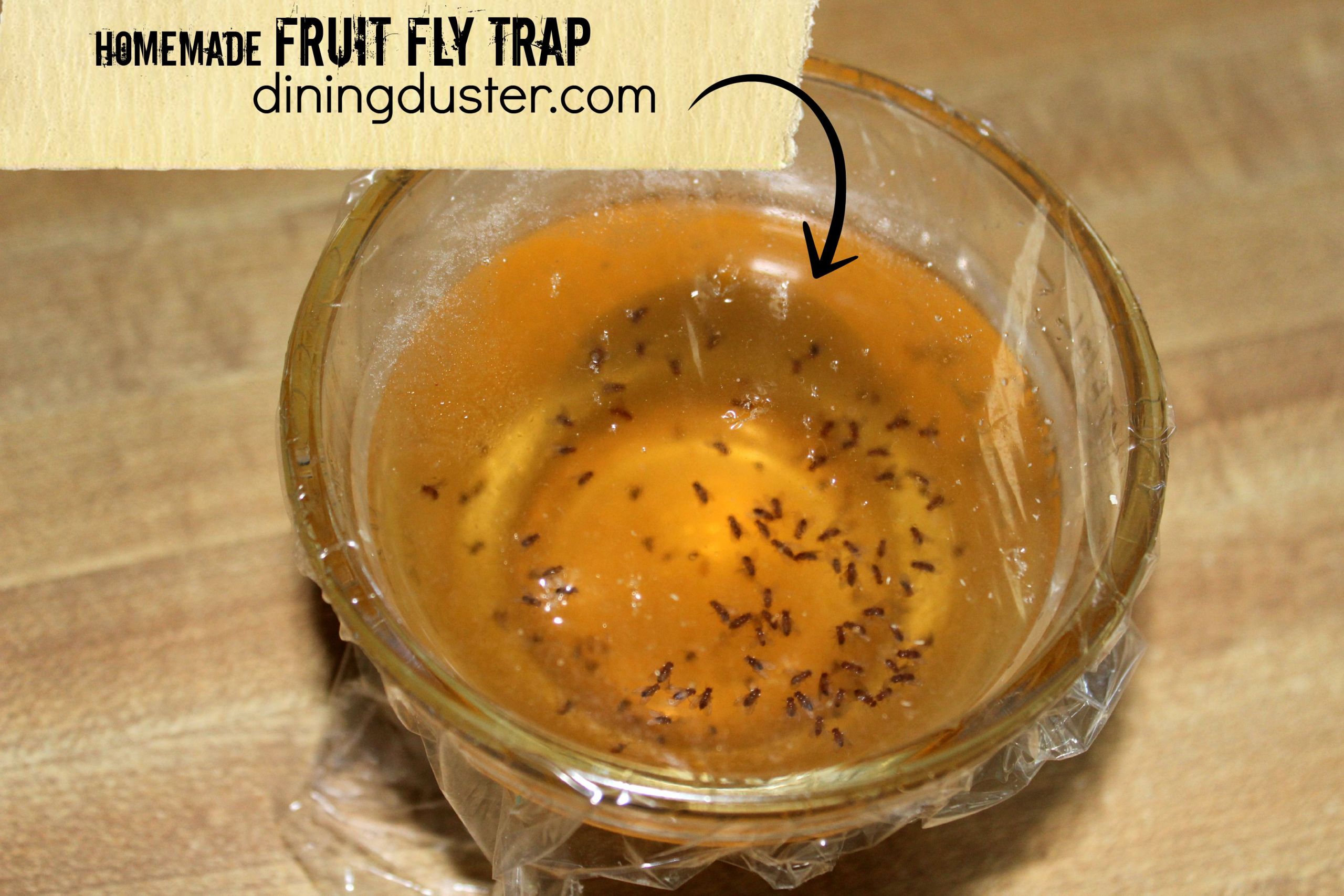 Apple Cider Vinegar Fruit Fly Trap
 Get Rid of Pesky Fruit Flies with an Easy DIY Fruit Fly