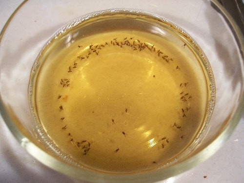 Apple Cider Vinegar Fruit Fly Trap
 How to Get Rid of Fruit Flies and Kill Them Fruit Flies