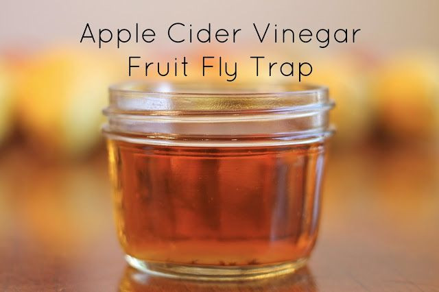Apple Cider Vinegar Fruit Fly Trap
 mleballard & family Tested Apple Cider Vinegar Fruit Fly