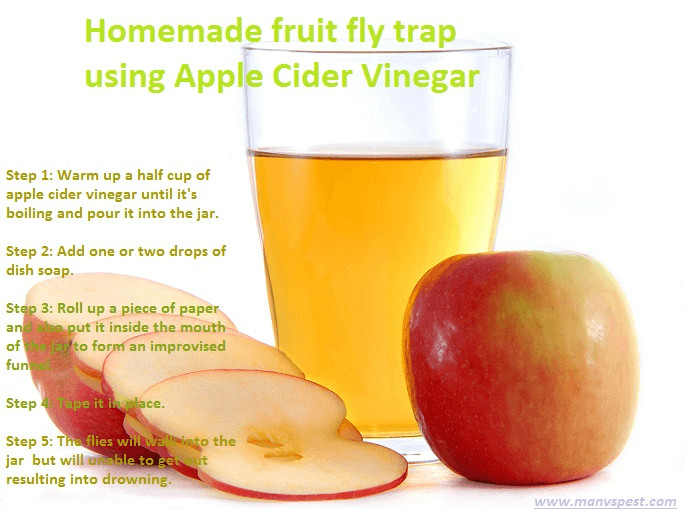 Apple Cider Vinegar Fruit Fly Trap
 How to Make A Fruit Fly Trap at Home Easy way & easy