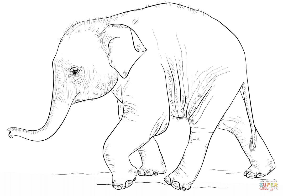 Baby Elephant Coloring Pages
 Cute Baby Elephant coloring page
