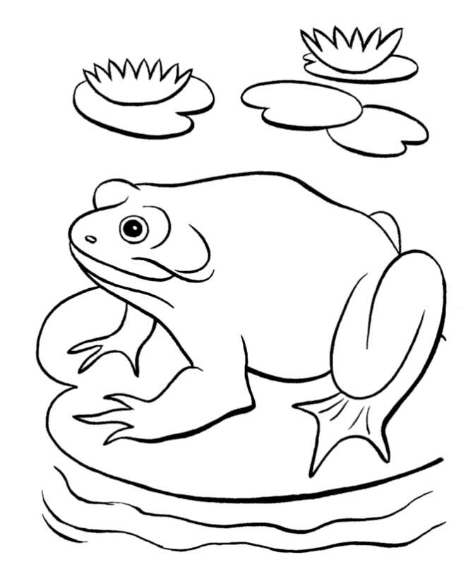 Baby Frog Coloring Pages
 Frog Coloring Pages