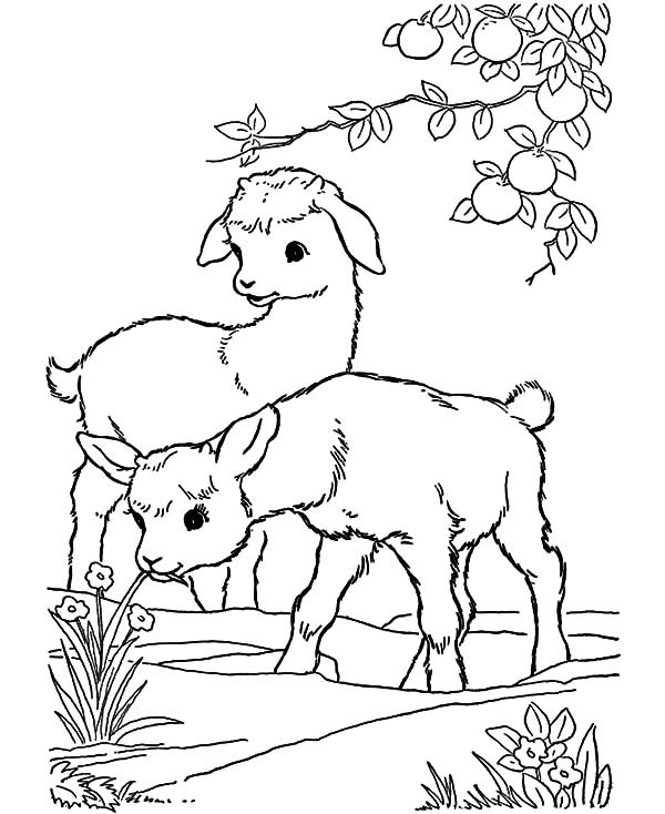 Baby Goat Coloring Pages
 Baby Goat Playing Under Orange Tree Coloring Pages