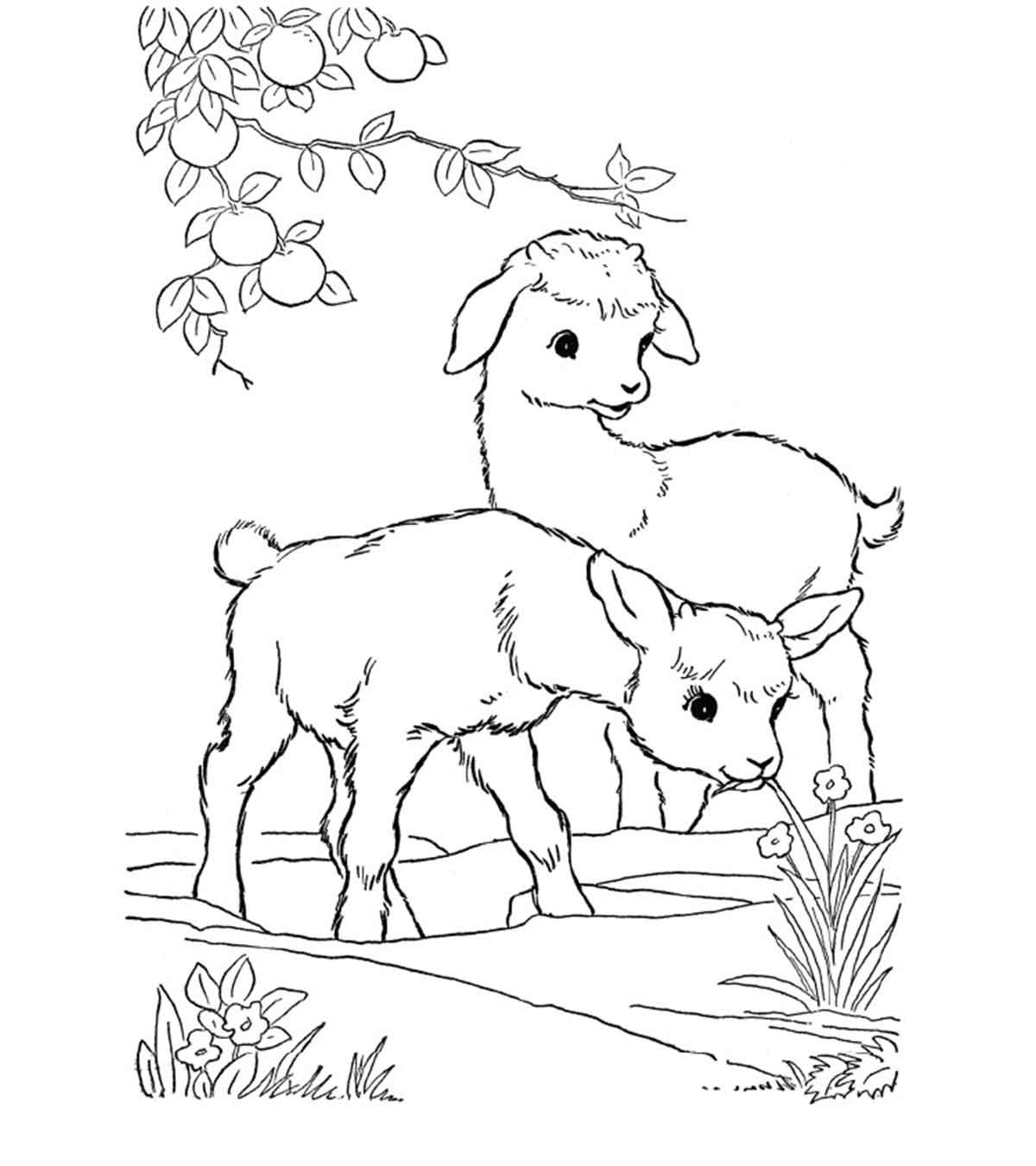 Baby Goat Coloring Pages
 Animal Coloring Pages MomJunction