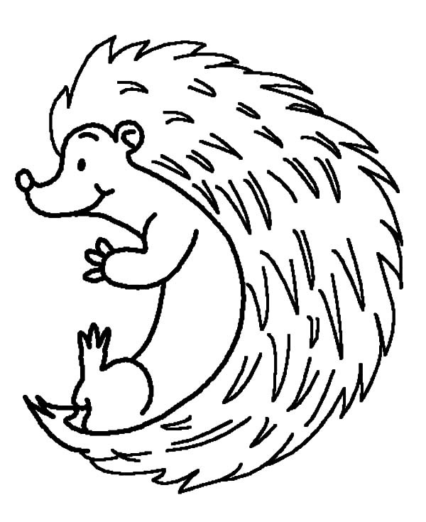 Baby Hedgehog Coloring Pages
 Baby Hedgehog Coloring Pages Baby Hedgehog Coloring Pages