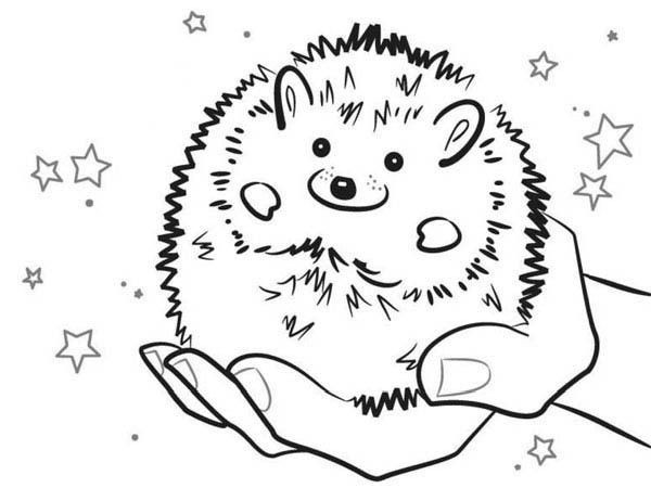 Baby Hedgehog Coloring Pages
 Baby Hedgehog Smiling Colouring Pages Bulk Color With