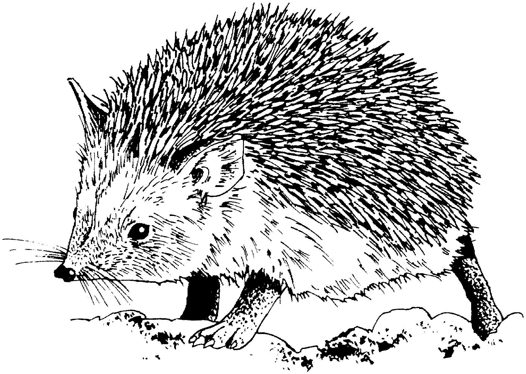 Baby Hedgehog Coloring Pages
 Free Hedgehog Coloring Pages
