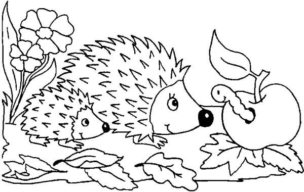 Baby Hedgehog Coloring Pages
 Baby Hedgehogs Colouring Pages Sketch Coloring Page