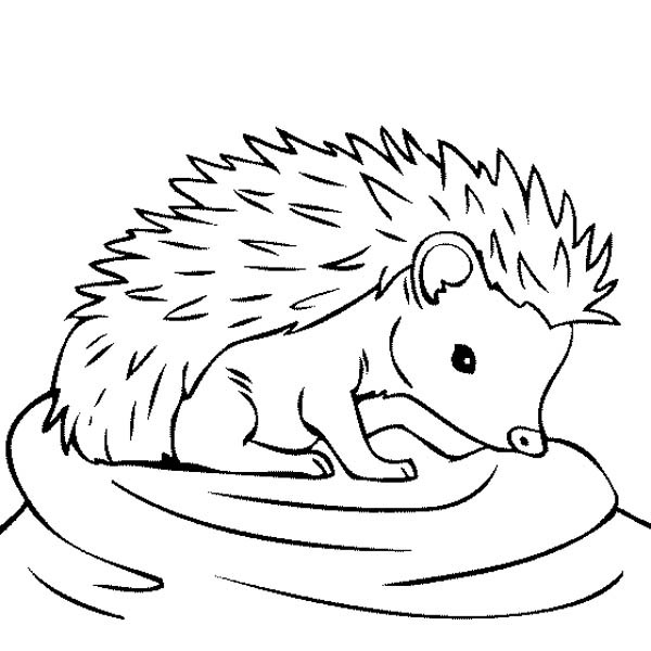Baby Hedgehog Coloring Pages
 Hedgehog Coloring Pages Learny Kids