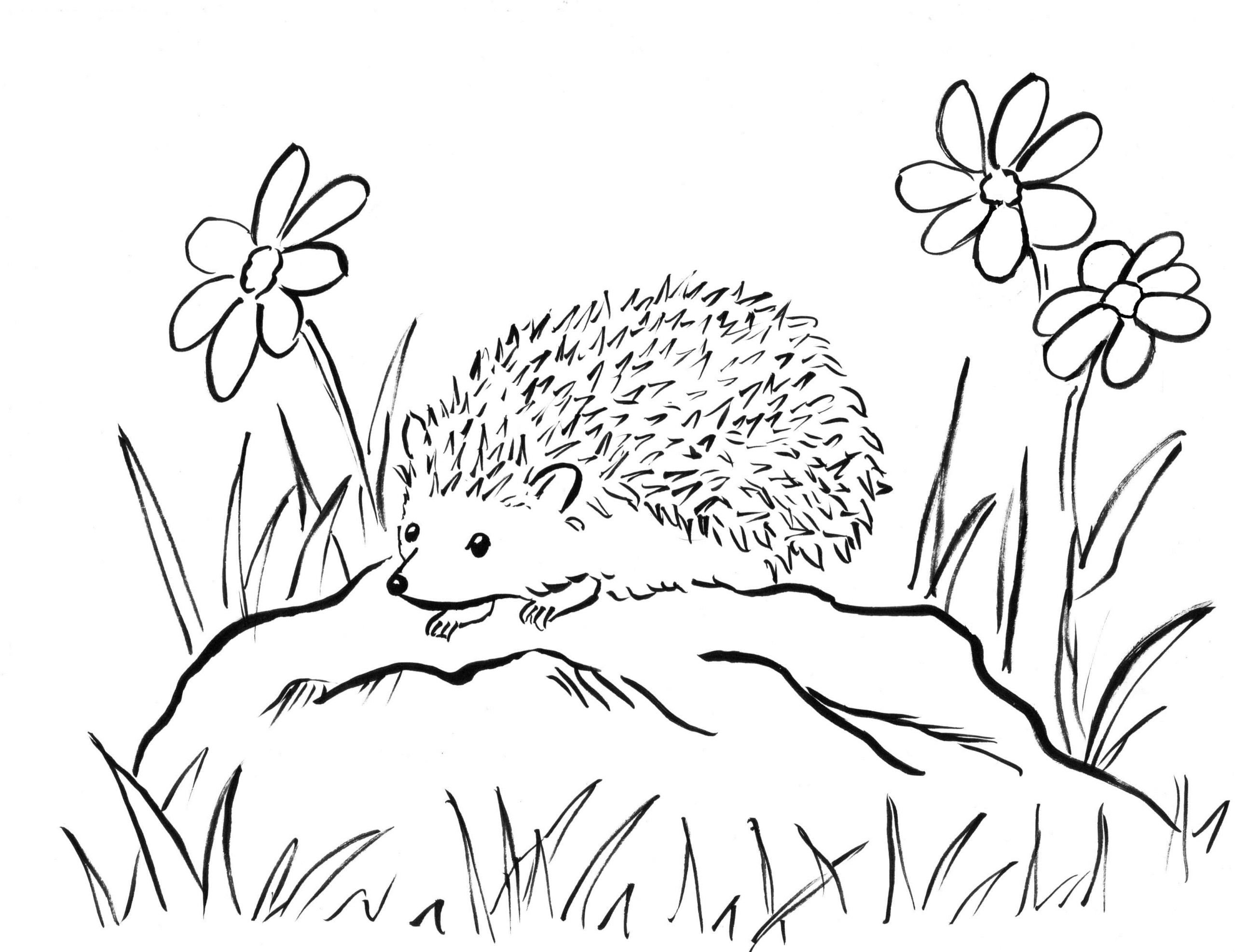 Baby Hedgehog Coloring Pages
 Hedgehog Coloring Pages for Children 100 Print