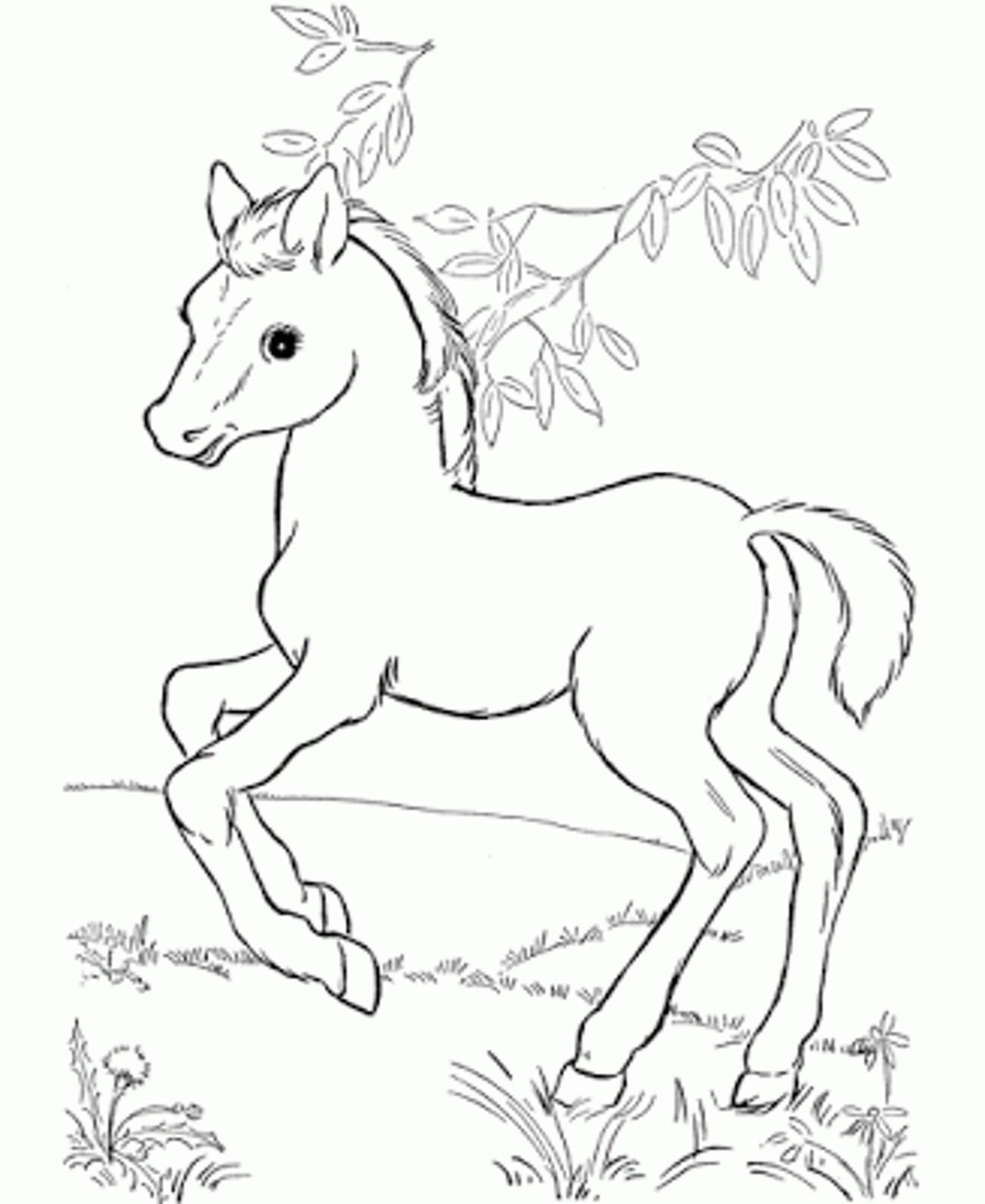 Baby Pony Coloring Pages
 Fun Horse Coloring Pages for Your Kids Printable