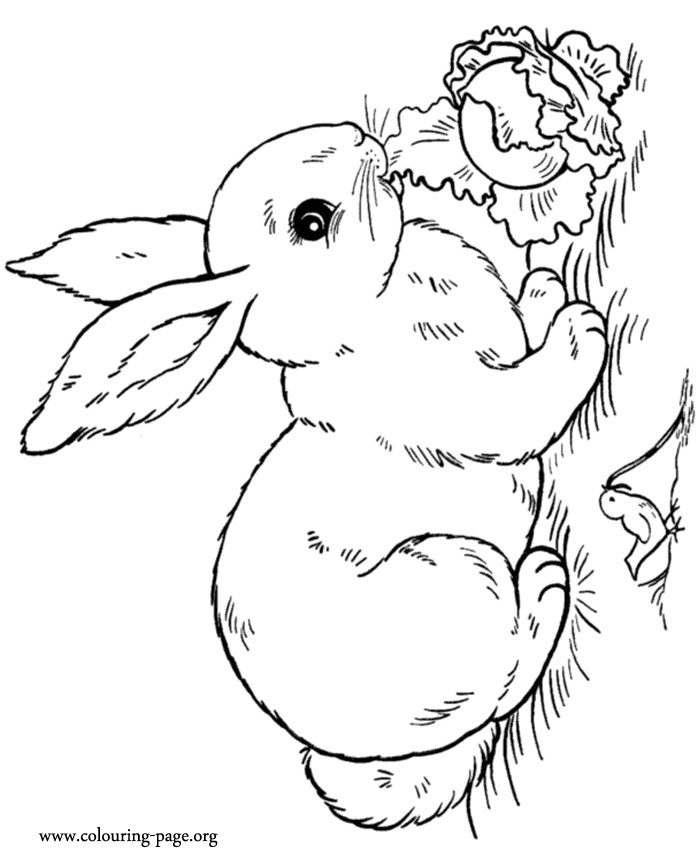 Baby Rabbit Coloring Pages
 Baby Rabbits Coloring Pages Coloring Home