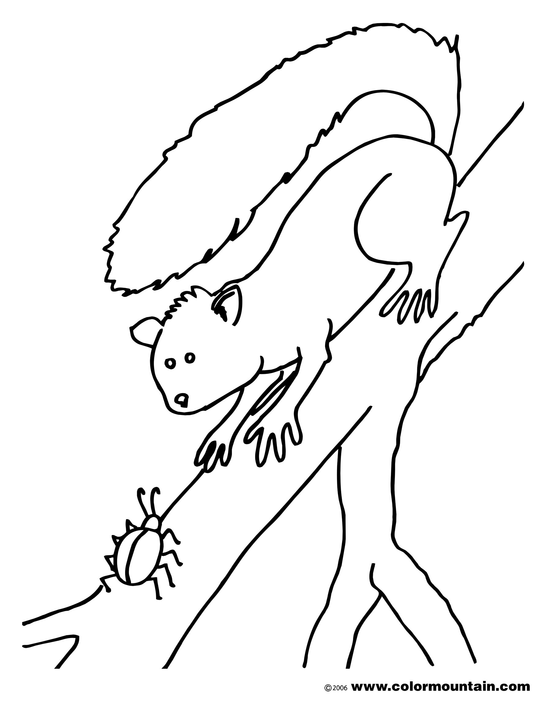 Baby Squirrel Coloring Pages
 Baby Squirrel Color Picture Create A Printout Activity