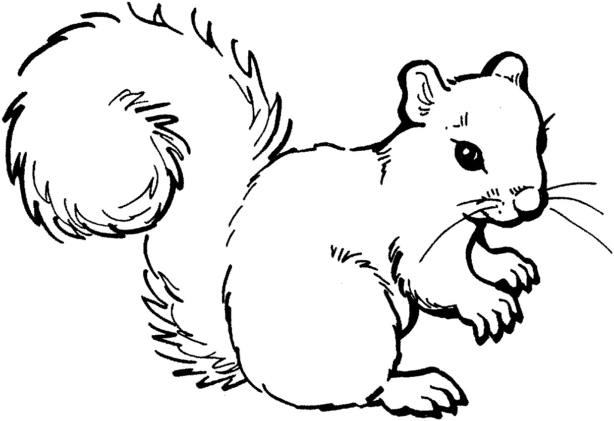 Baby Squirrel Coloring Pages
 Baby Squirrel Preschool Ideas