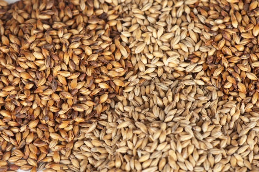 Barley And Grain
 Barley The Superfood That Can Help You Lose Weight