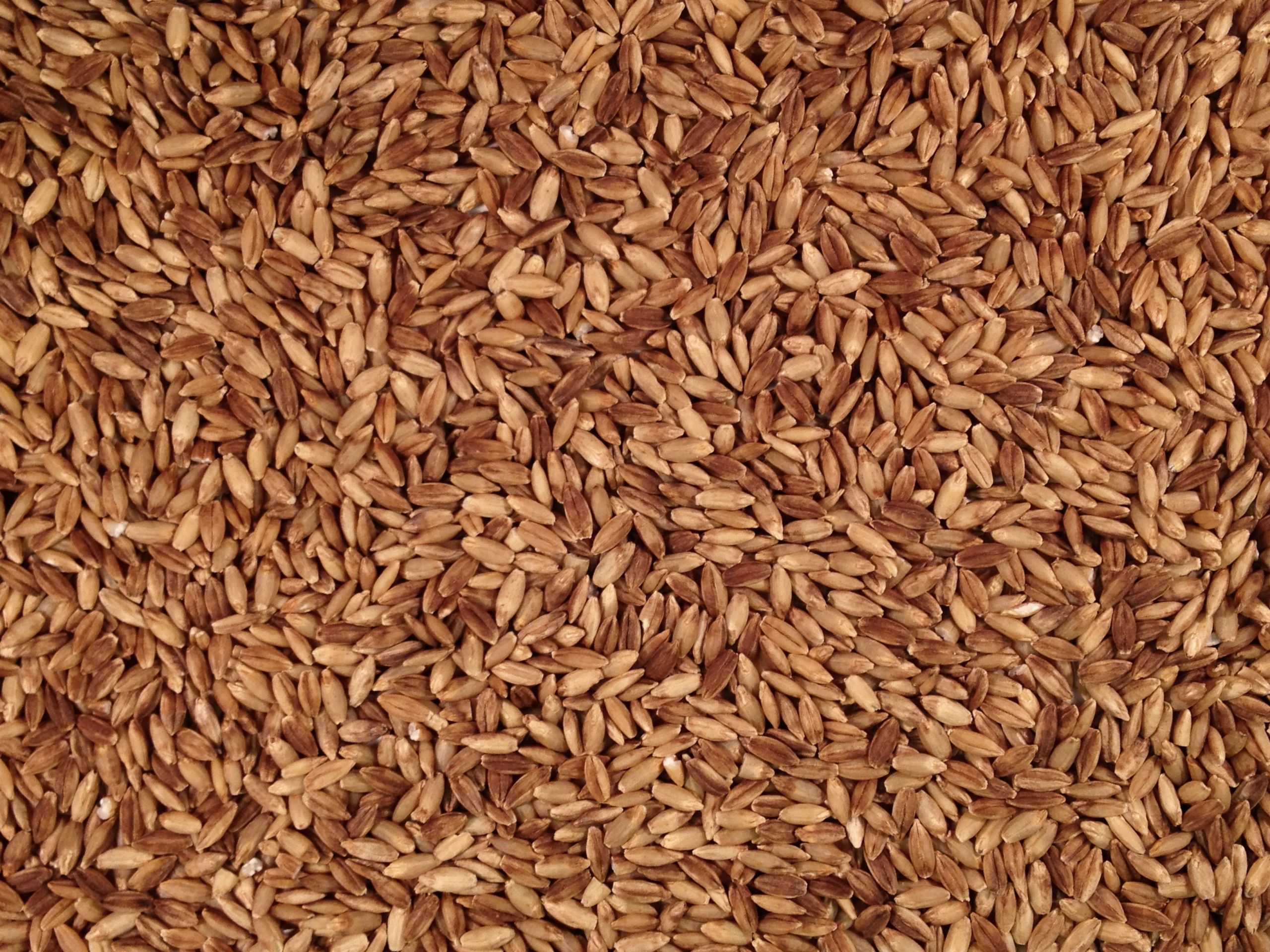 Barley And Grain
 Organic Ancient Grain eBarley