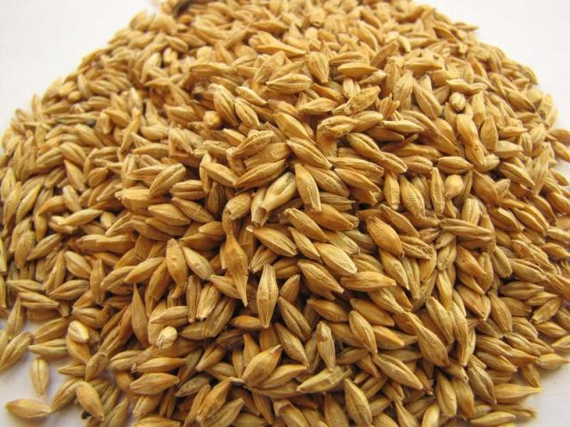 Barley And Grain
 Barley grain