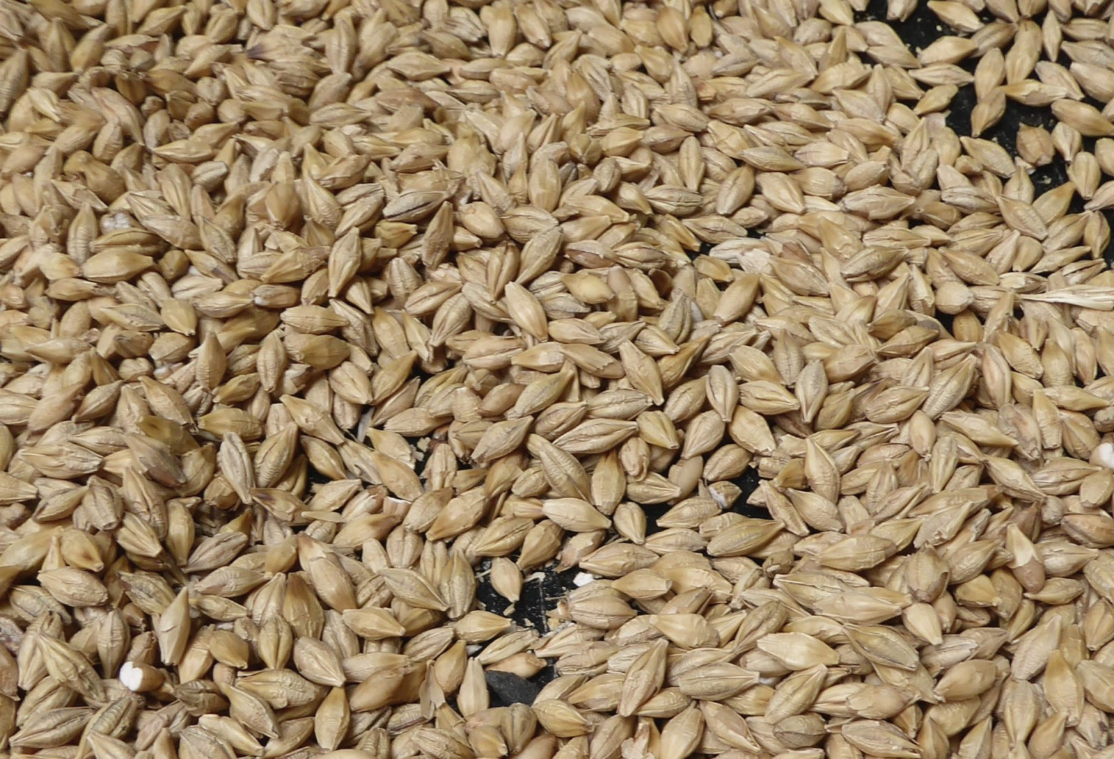 Barley And Grain
 Grain vs Malt Whisky What s the Difference Flaviar