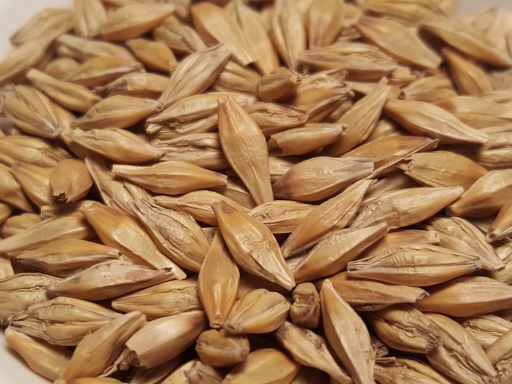 Barley And Grain
 Agricultural Grain Barley Dried Barley Sweat Tasty Barley