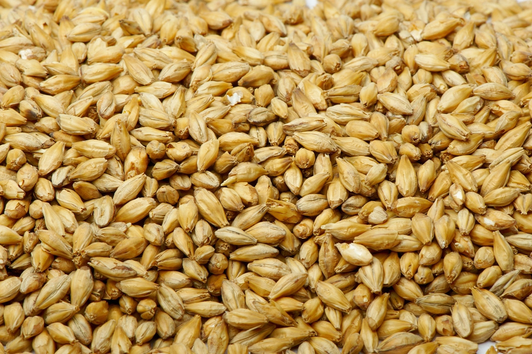 Barley And Grain
 BARLEY – GFK pany
