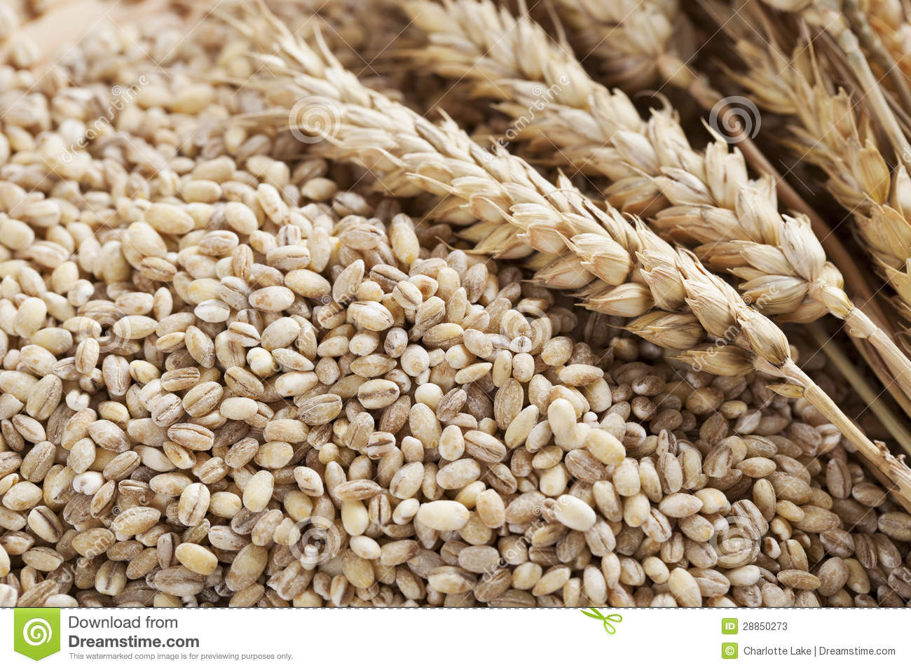 Barley And Grain
 Barley Grains and Stalks stock image Image of ingre nts