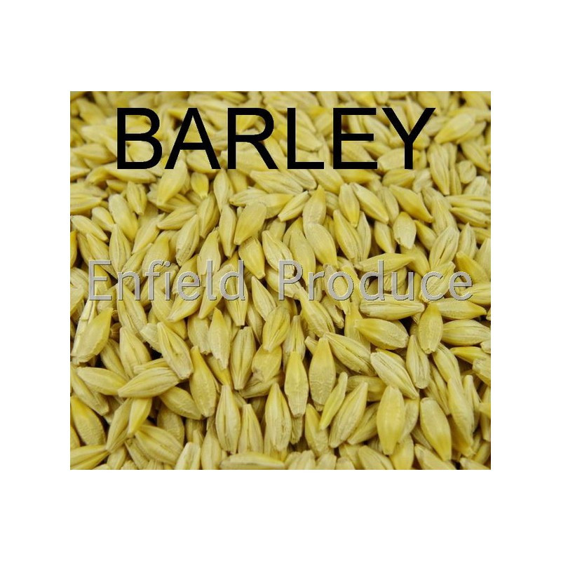 Barley And Grain
 Barley Whole Grain feed JM for Sale line or Sydney