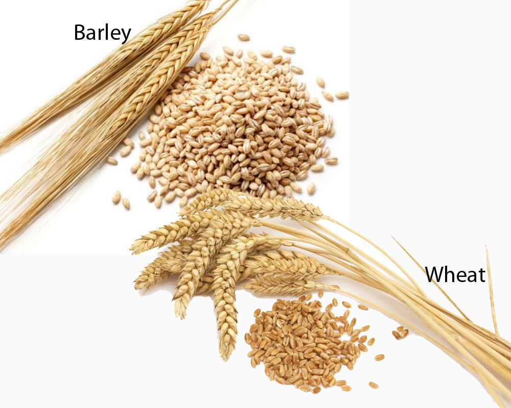 Barley And Grain
 Barley vs Wheat