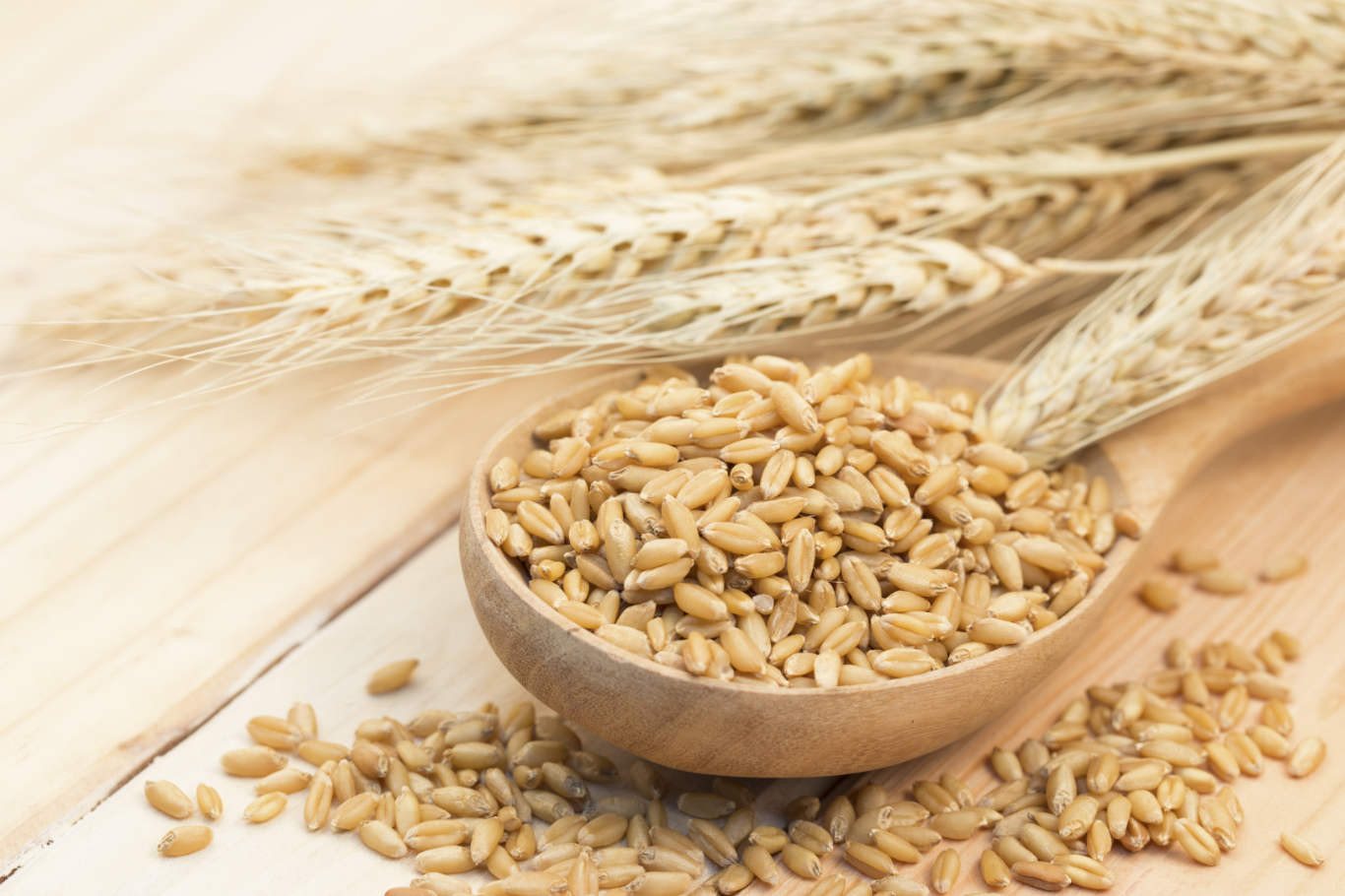 Barley And Grain
 Barley The Lowest Glycemic Grain