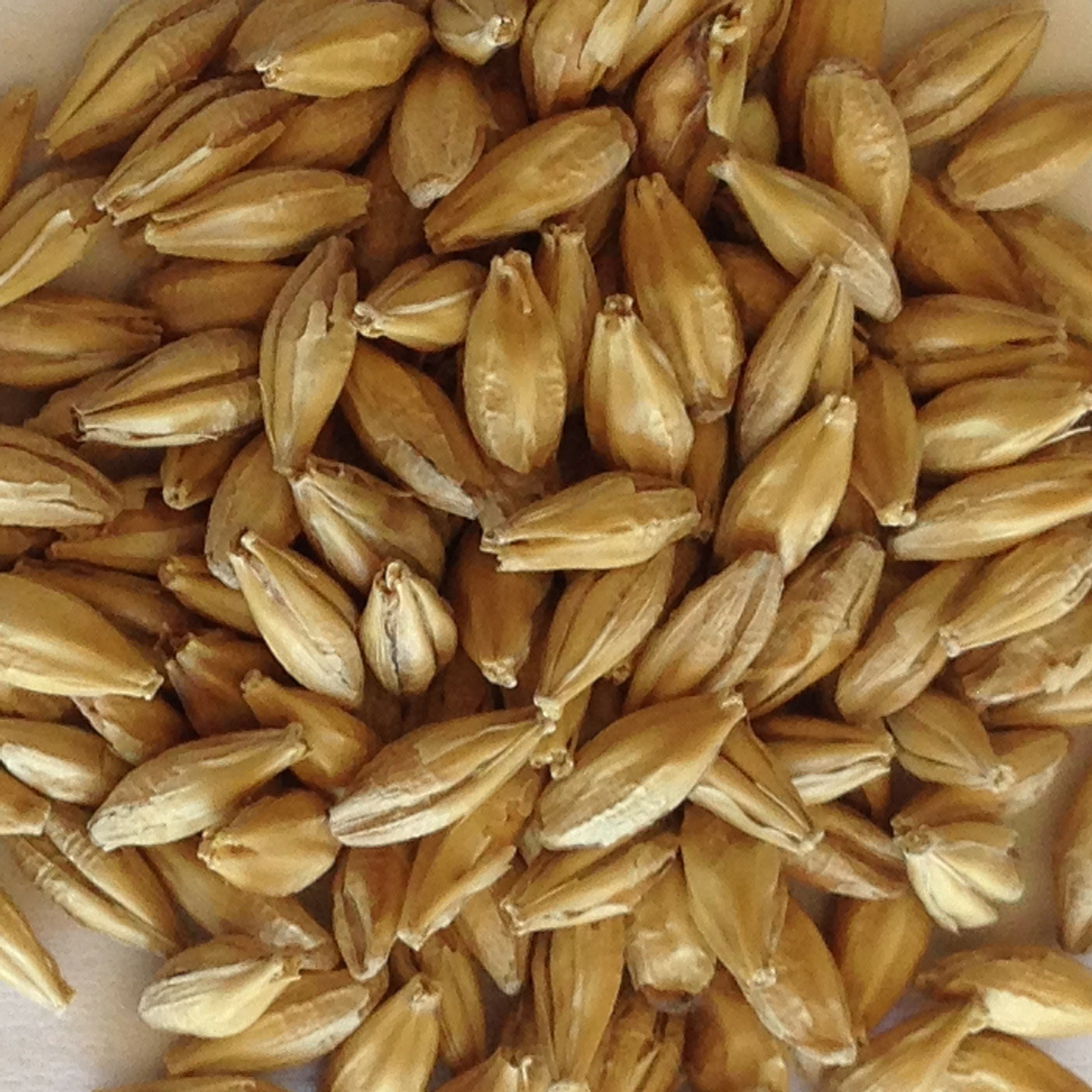 Barley And Grain
 Malted Barley Grain for SST Certified Organic BuildASoil