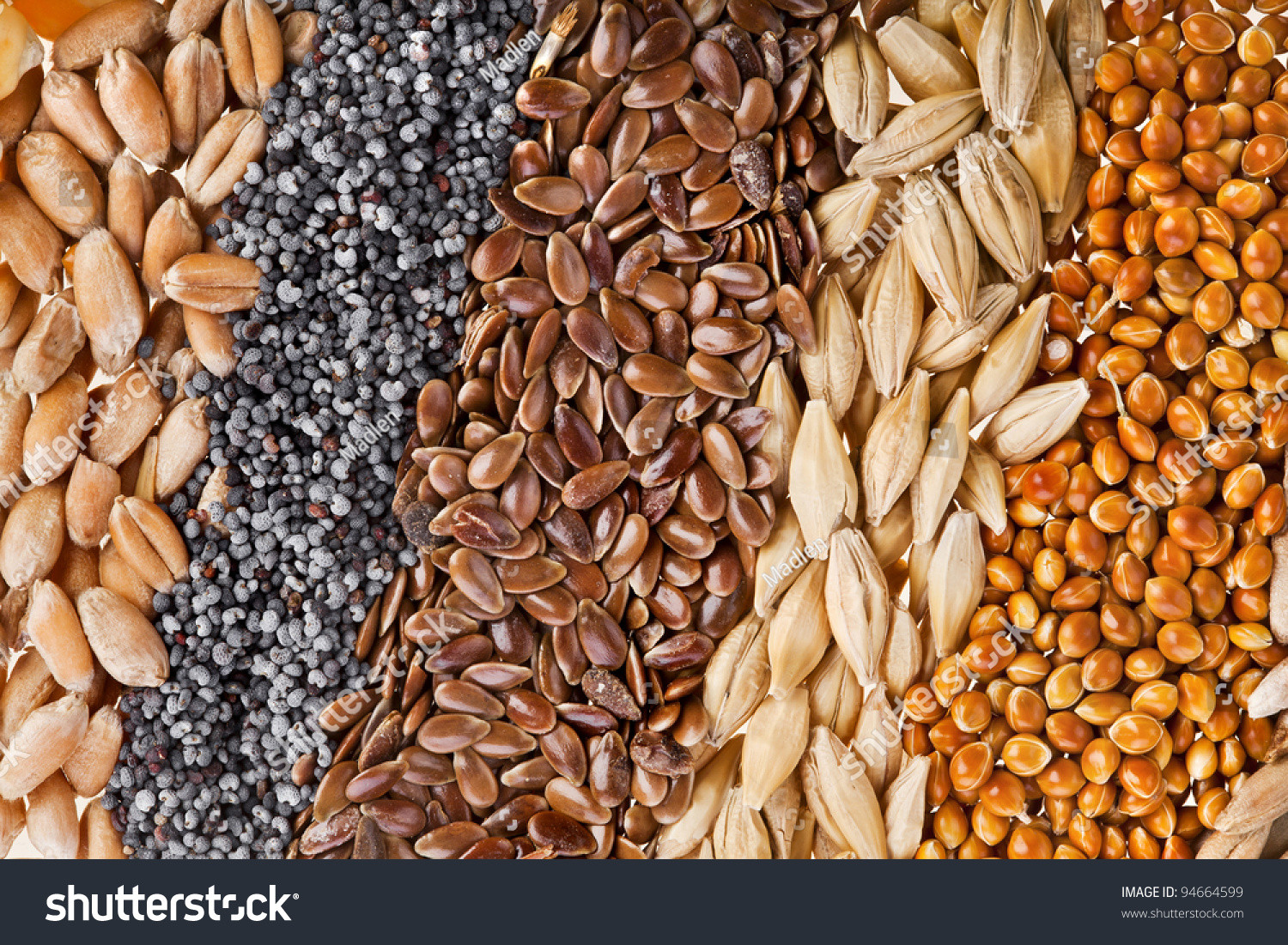 Barley And Grain
 Cereal Grains Seeds Rye Wheat Barley Stock