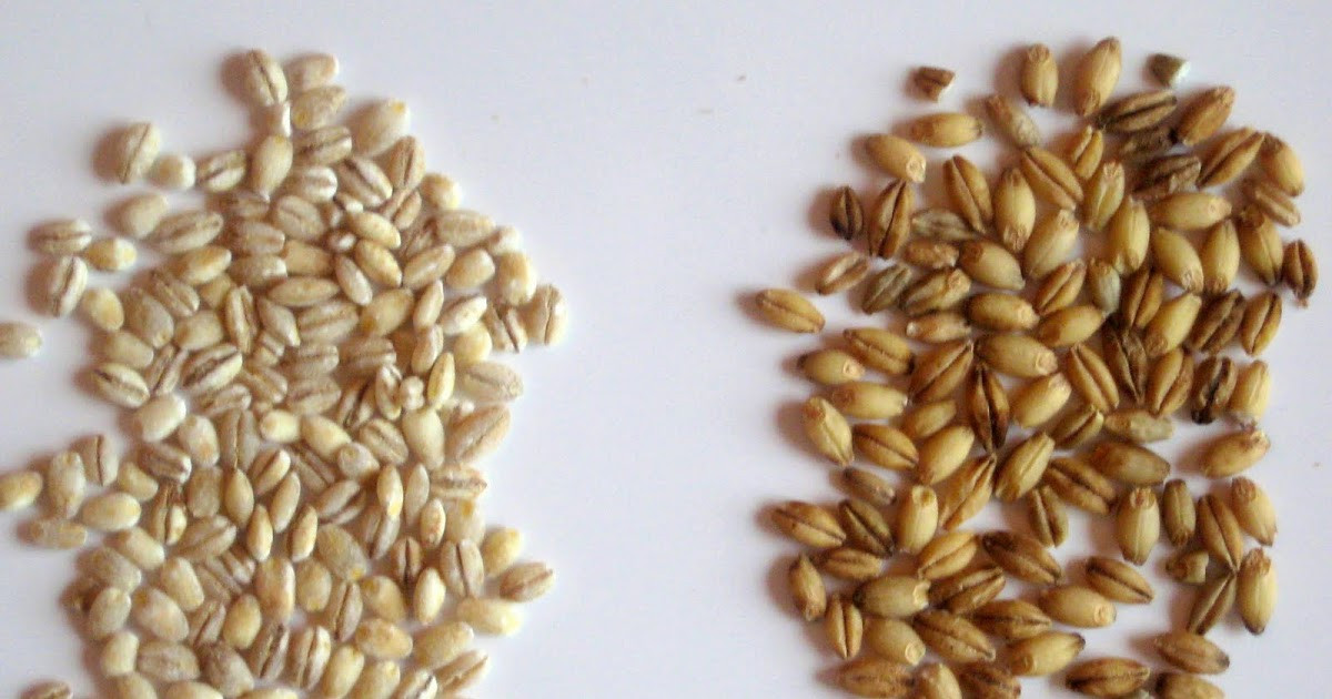 Barley And Grain
 The Delicious Truth Pearled Barley vs Hulled Barley and