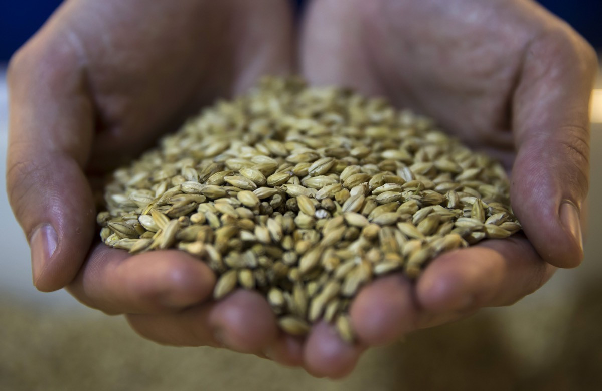 Barley And Grain
 Barley shortages from climate change could mean less beer