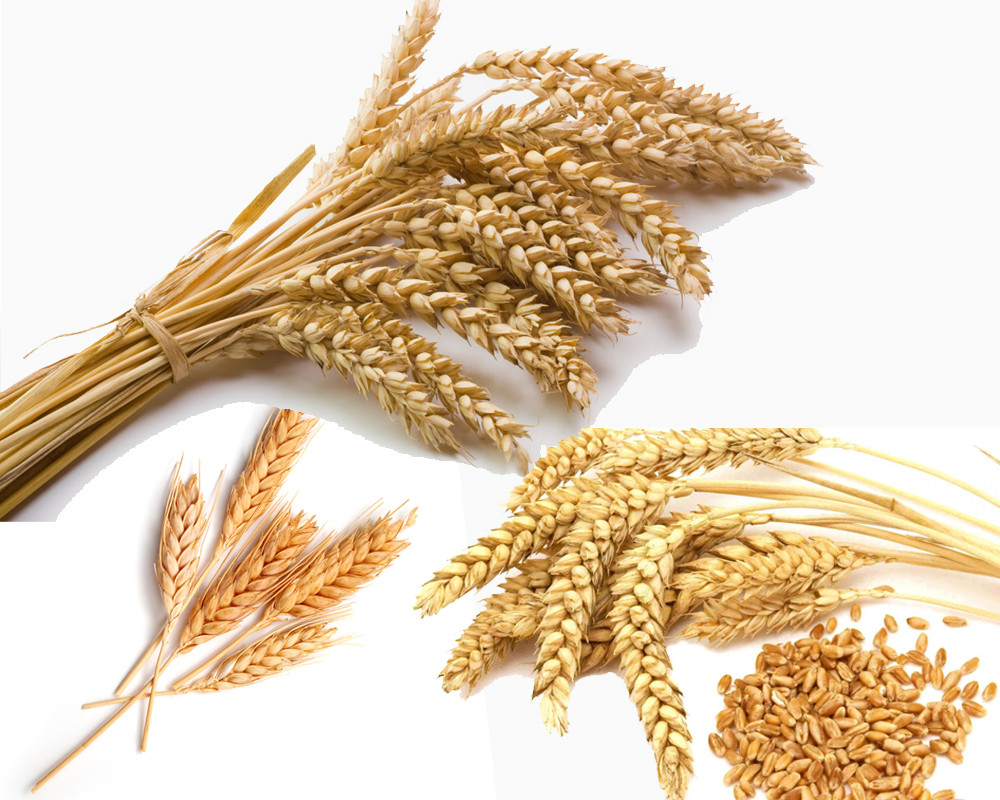 Barley And Grain
 Barley vs Wheat