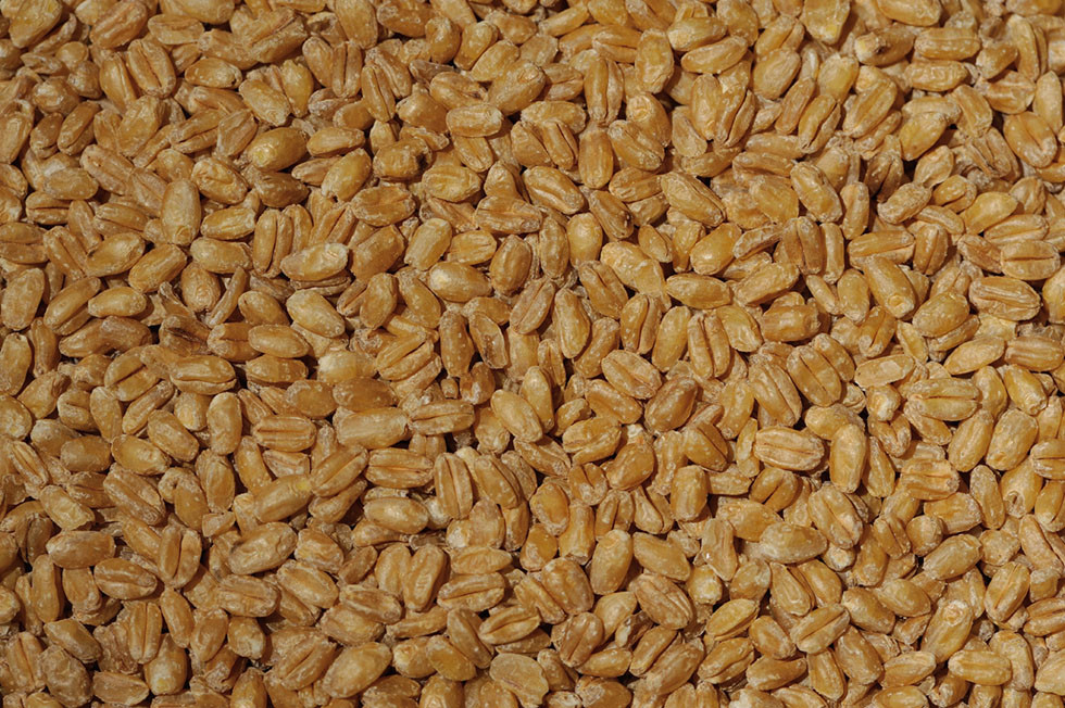 Barley And Grain
 grains Is barley the same as bulgur Seasoned Advice