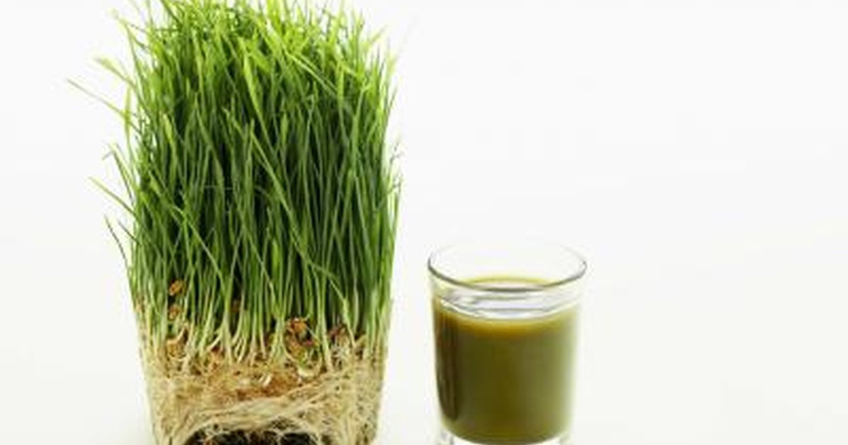 Barley For Weight Loss
 Barley Grass for Weight Loss