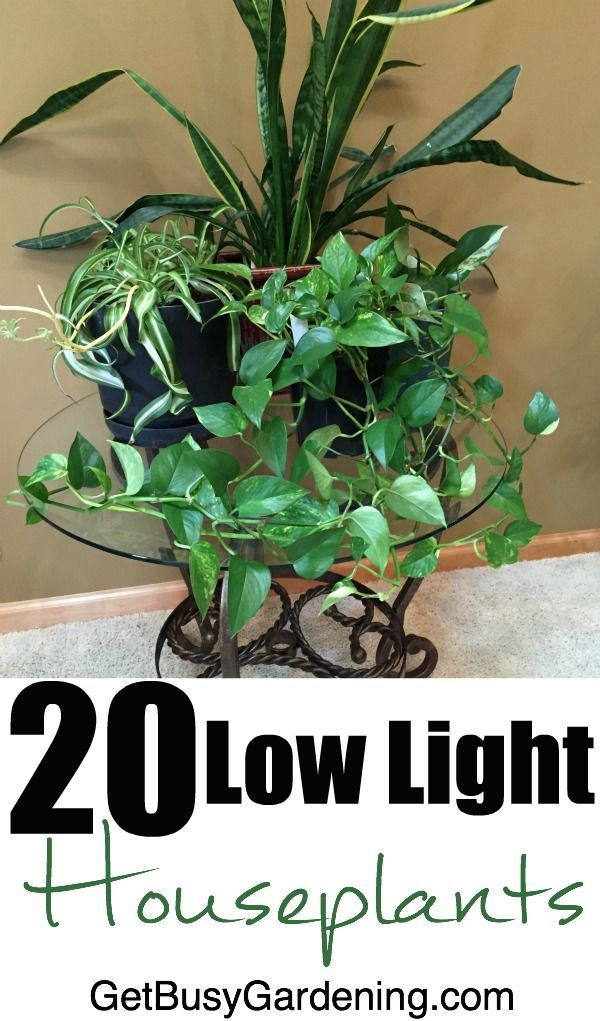 Bedroom Plants Low Light
 20 Low Light Indoor Plants That Are Easy To Grow